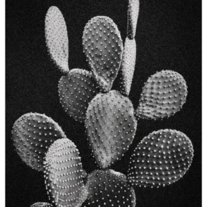 Black Nature #16 \Noisy Cactus\