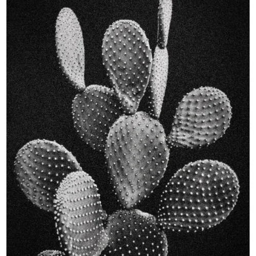 Black Nature #16 \Noisy Cactus\