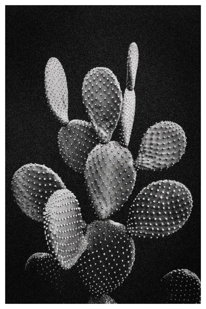Black Nature #16 \Noisy Cactus\