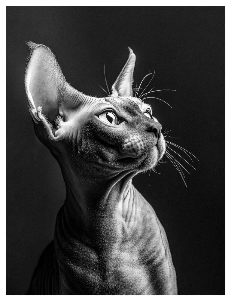 Animal Eye Collection No. 04 - The Black Cat Animal Eye Collection No. 04 - The Black Cat