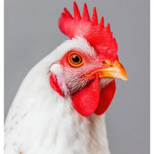 Animal Eye Collection No. 07 - The Serious Hancock