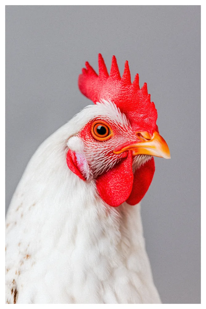 Animal Eye Collection No. 07 - The Serious Hancock