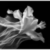 Black Flawles No.12 - Blooming in Mist