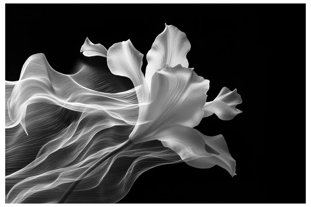 Black Flawles No.12 - Blooming in Mist
