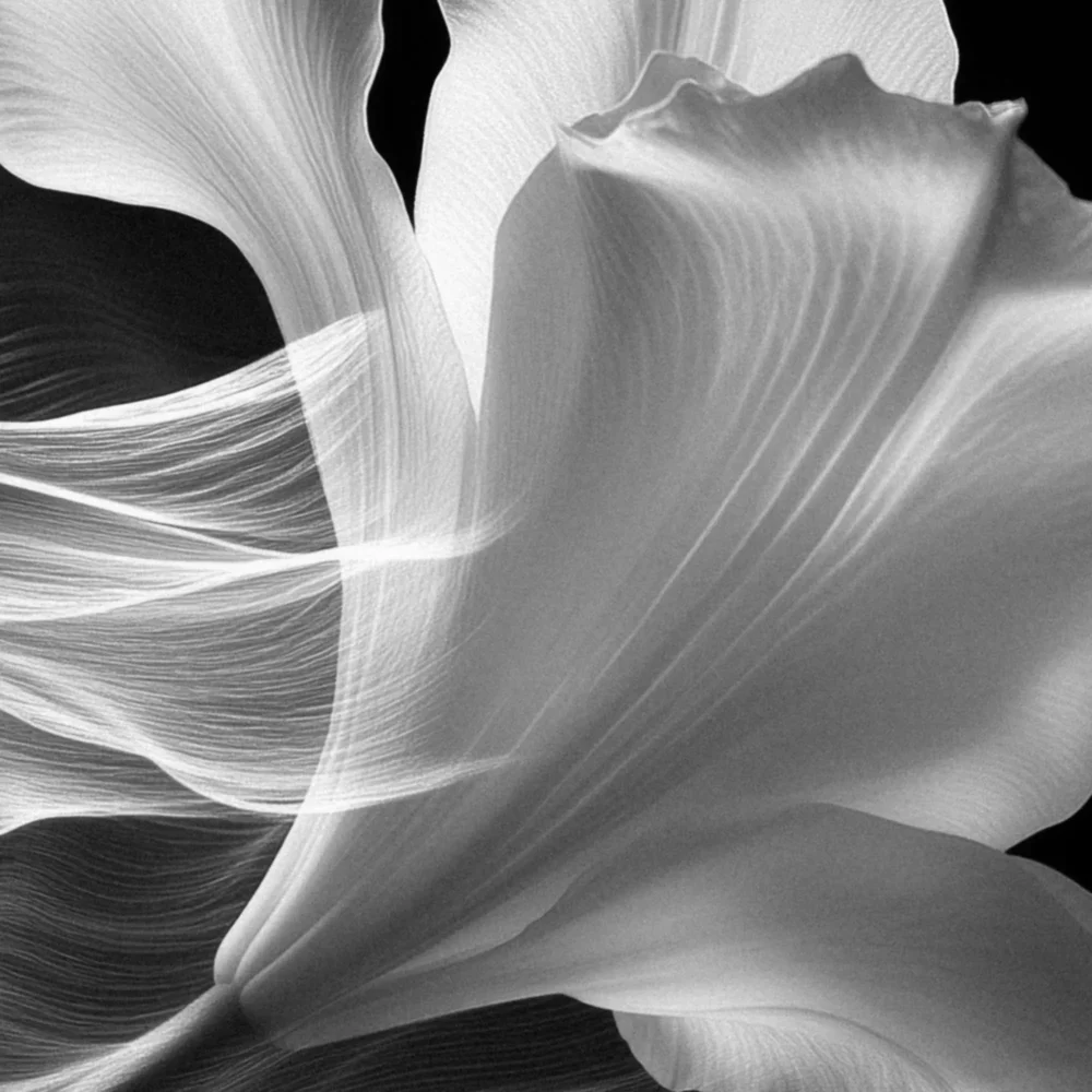 Black Flawles No.12 - Blooming in Mist