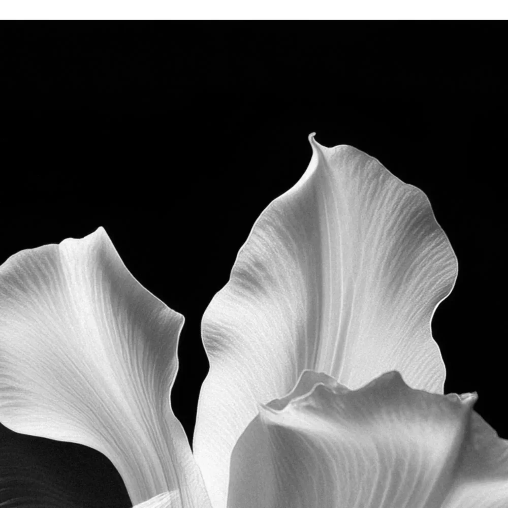 Black Flawles No.12 - Blooming in Mist