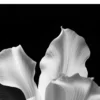 Black Flawles No.12 - Blooming in Mist