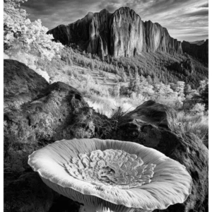 Black Nature No.23 - The Highlander