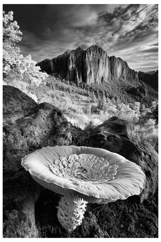 Black Nature No.23 - The Highlander