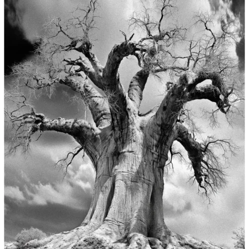 Black Nature No.26 - Axis Vetustatis