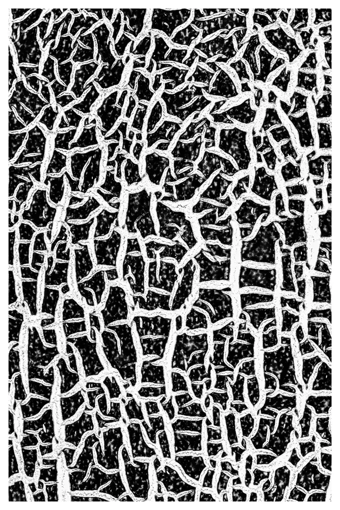 Black Nature No.29 - Black Melon Skin