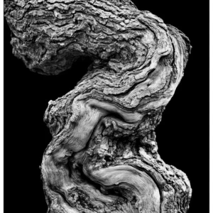 Black Nature No.50 - Twisted Silence