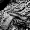 Black Nature No.50 - Twisted Silence
