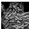 Black Nature No.50 - Twisted Silence
