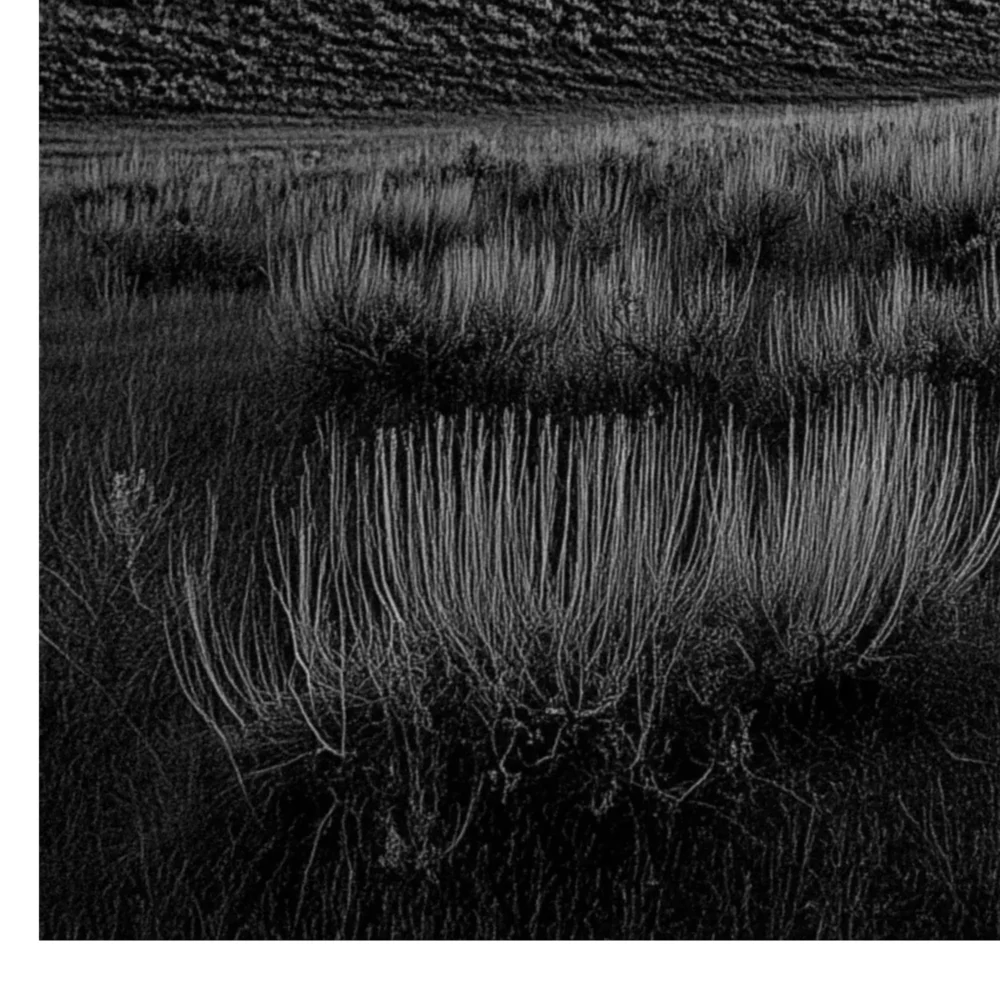 Black Nature No.54 - Dominion of Skies