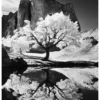 Black Nature No.55 - Tranquil Embrace