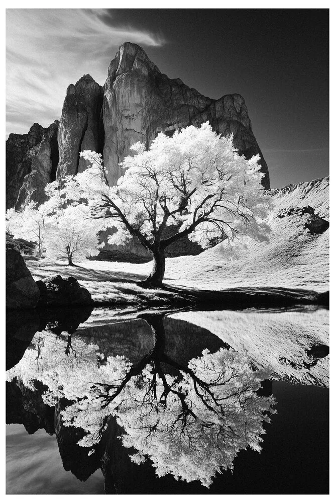 Black Nature No.55 - Tranquil Embrace