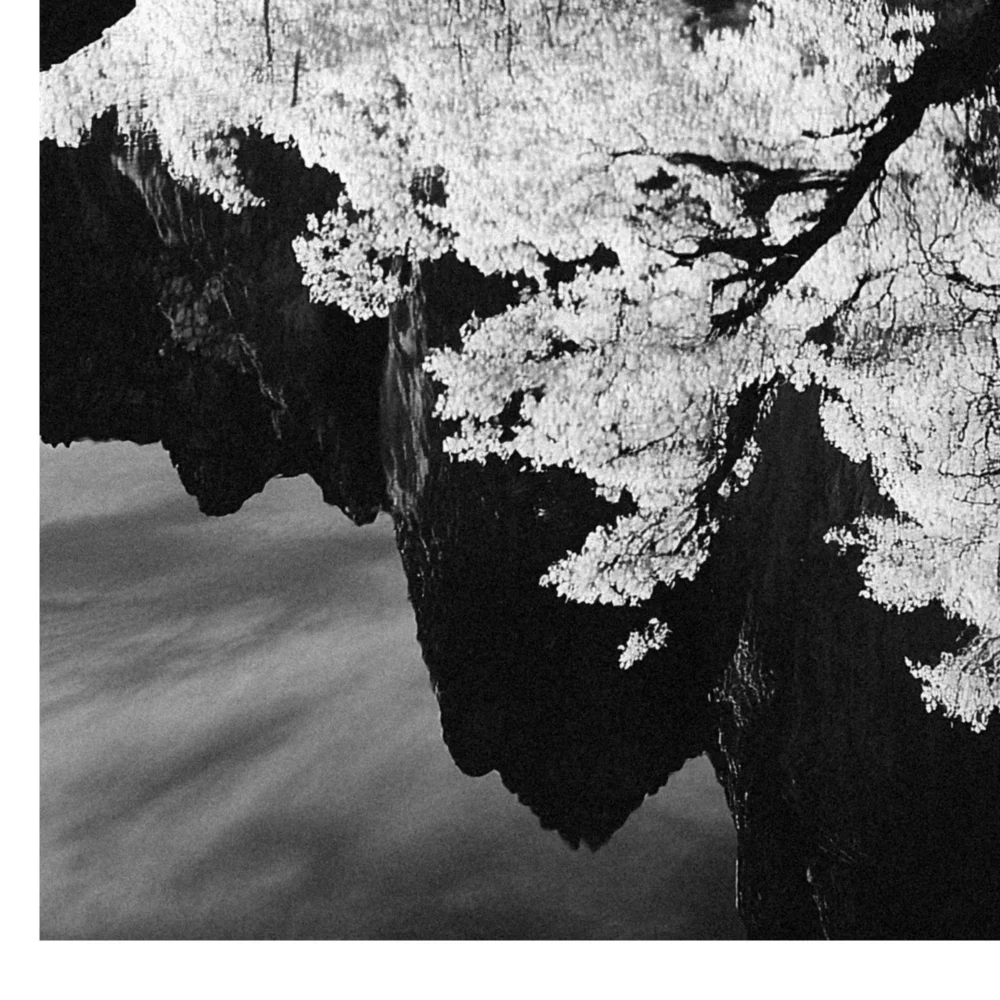 Black Nature No.55 - Tranquil Embrace