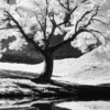 Black Nature No.55 - Tranquil Embrace