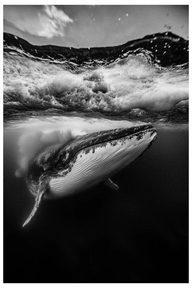 Black Nature No.56 - Cold Leviathan