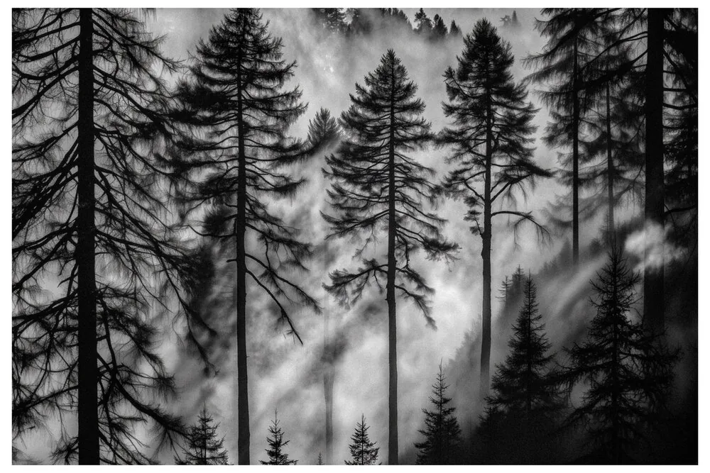 Black Nature No.57 - Pines Under Veil Black Nature No.57 - Pines Under Veil