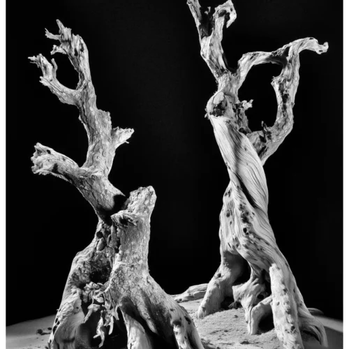Black Nature No.58 - Wraiths in Sand