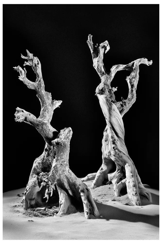 Black Nature No.58 - Wraiths in Sand