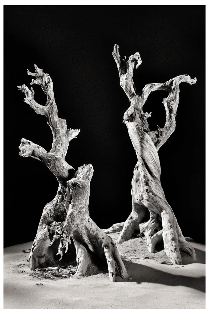 Black Nature No.58 - Wraiths in Sand