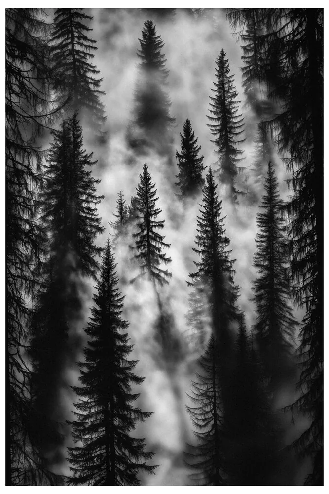 Black Nature No.63 - Pines Beyond Mist Black Nature No.63 - Pines Beyond Mist