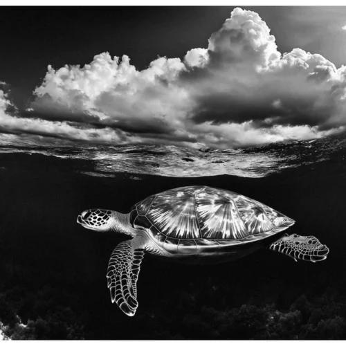 Black Nature No.66 - Silent Odyssey