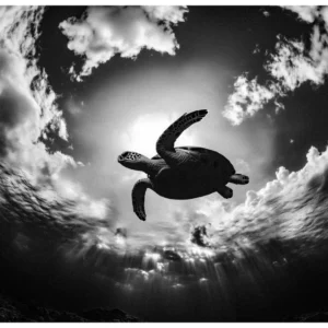 Black Nature No.70 - Underwater Cloud Dancer