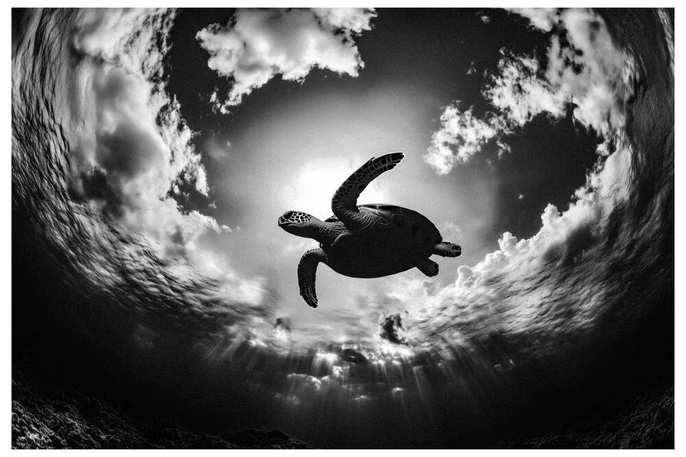 Black Nature No.70 - Underwater Cloud Dancer