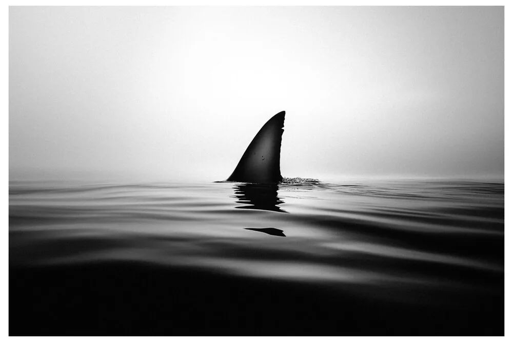 Black Nature No.71 - Blade of Fear