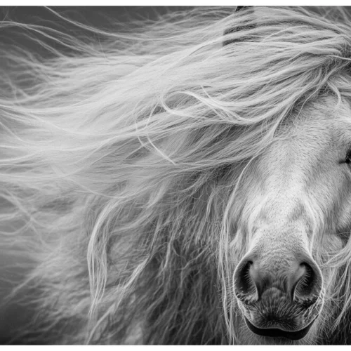 Black Nature No.72 - Chasing the Wind