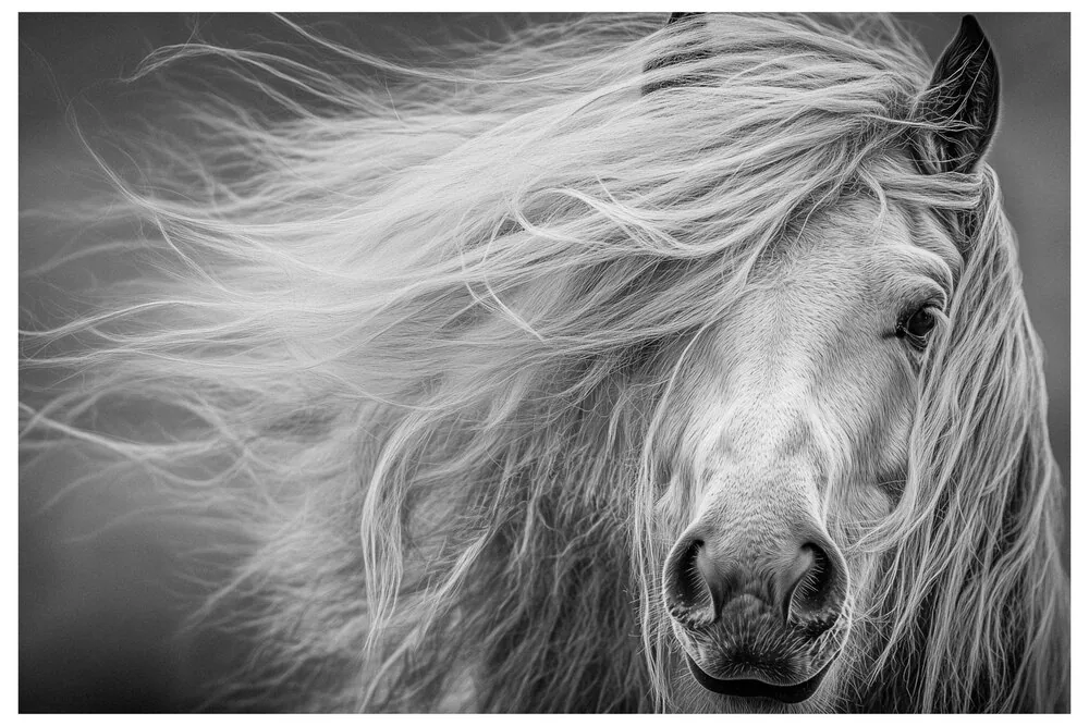 Black Nature No.72 - Chasing the Wind