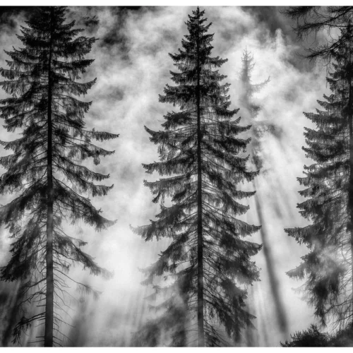 Black Nature No.73 - Silent Pines Rising