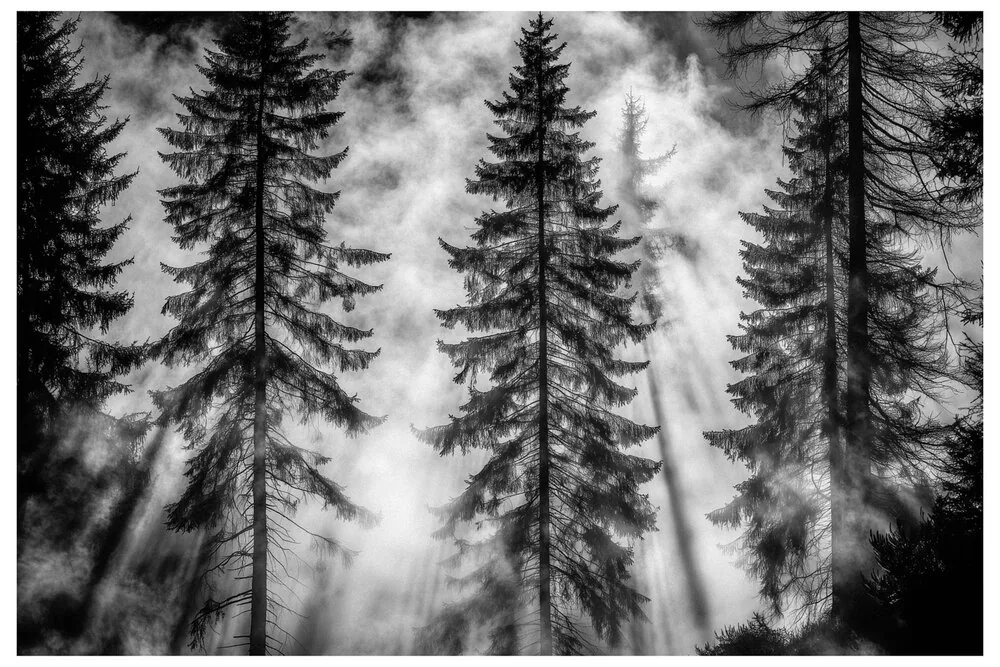 Black Nature No.73 - Silent Pines Rising