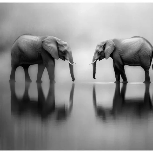 Black Nature No.74 - Dual Majesties