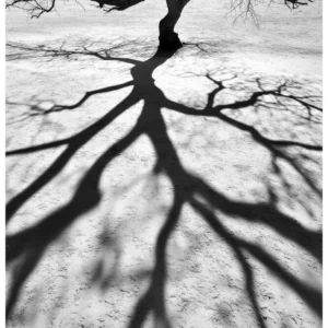 Black Nature No.77 - Empty Tree Silence