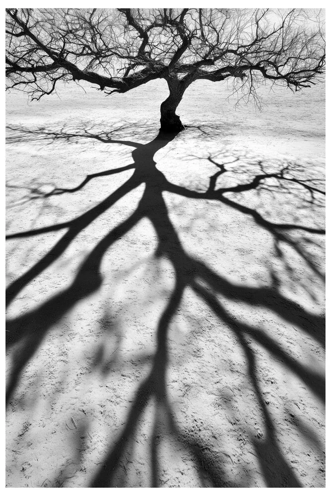 Black Nature No.77 - Empty Tree Silence