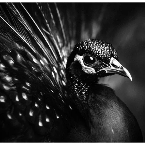 Black Nature No.78 - Timeless Aura Eclipse