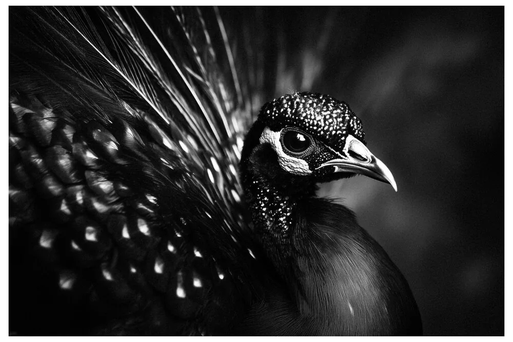 Black Nature No.78 - Timeless Aura Eclipse