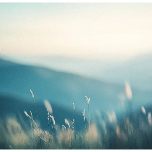 Black Nature No.81 - Timeless Sway