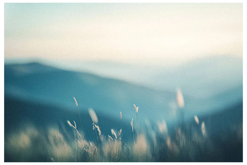 Black Nature No.81 - Timeless Sway