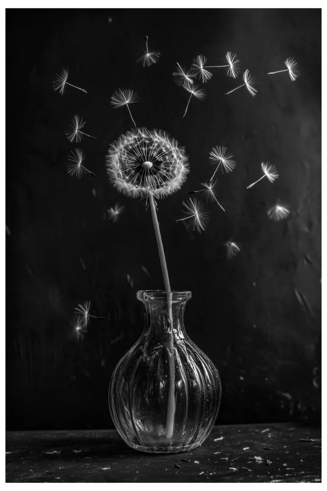 Quiet Flowers No.05 - Echoes in Air