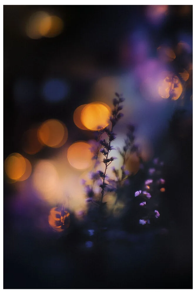 Vibrant Colors No.11 - Twilight Violet