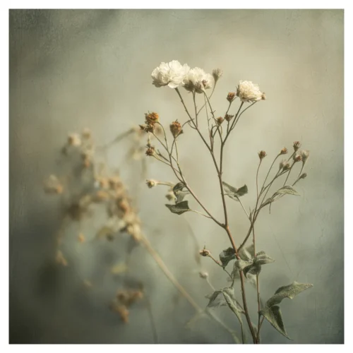 Quiet Flowers No.11 - Vanitas Floralis