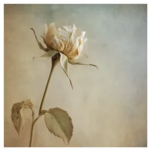 Quiet Flowers No.12 - Rosa Aeterna