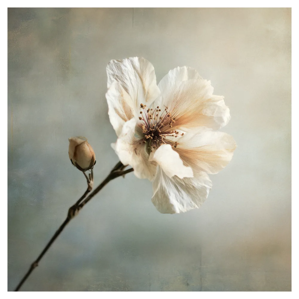 Quiet Flowers No.14 - Flos Aetherius