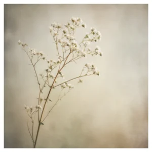 Quiet Flowers No.15 - Susurrus Aurae